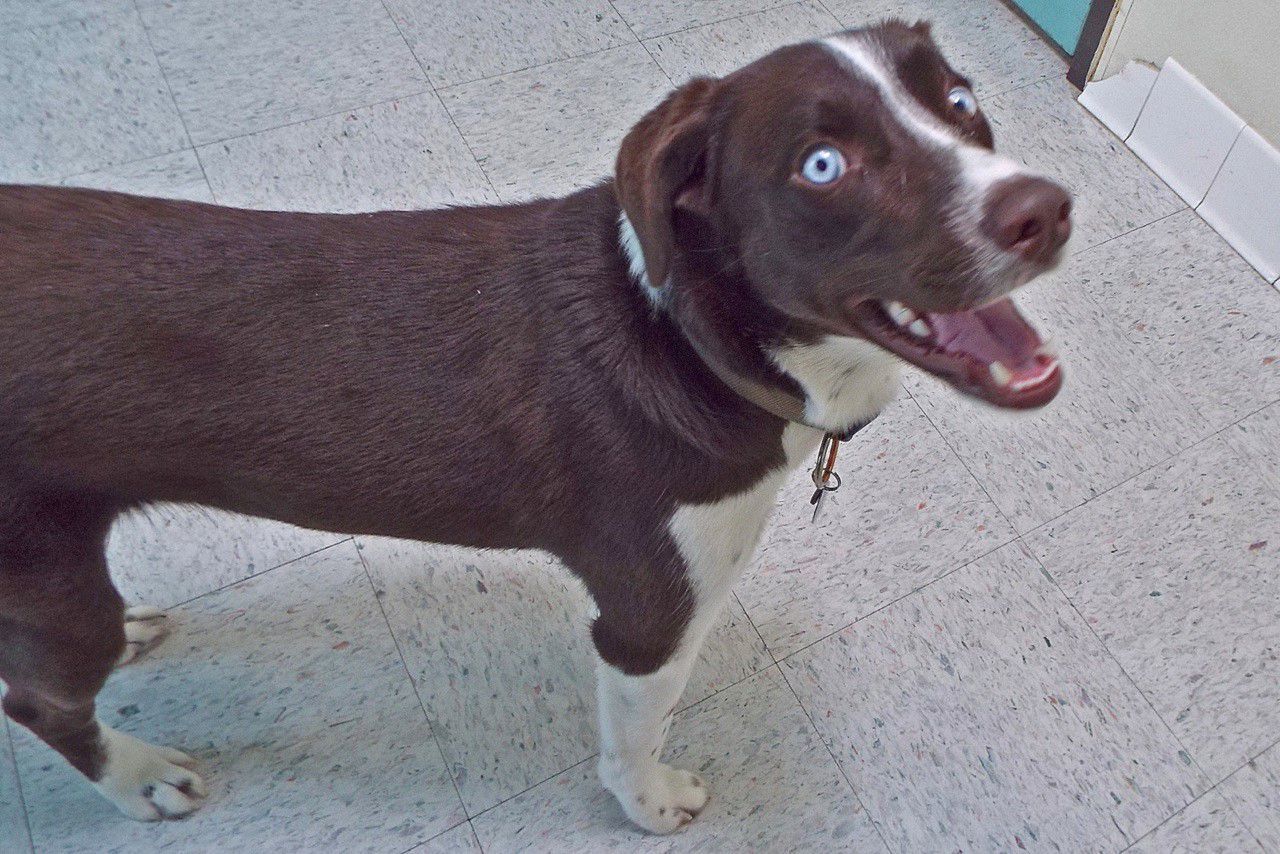 Adopt a friend: Starsky